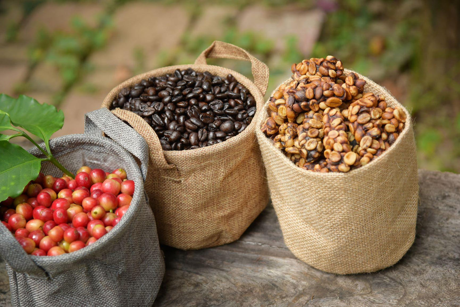 Robusta coffee beans
