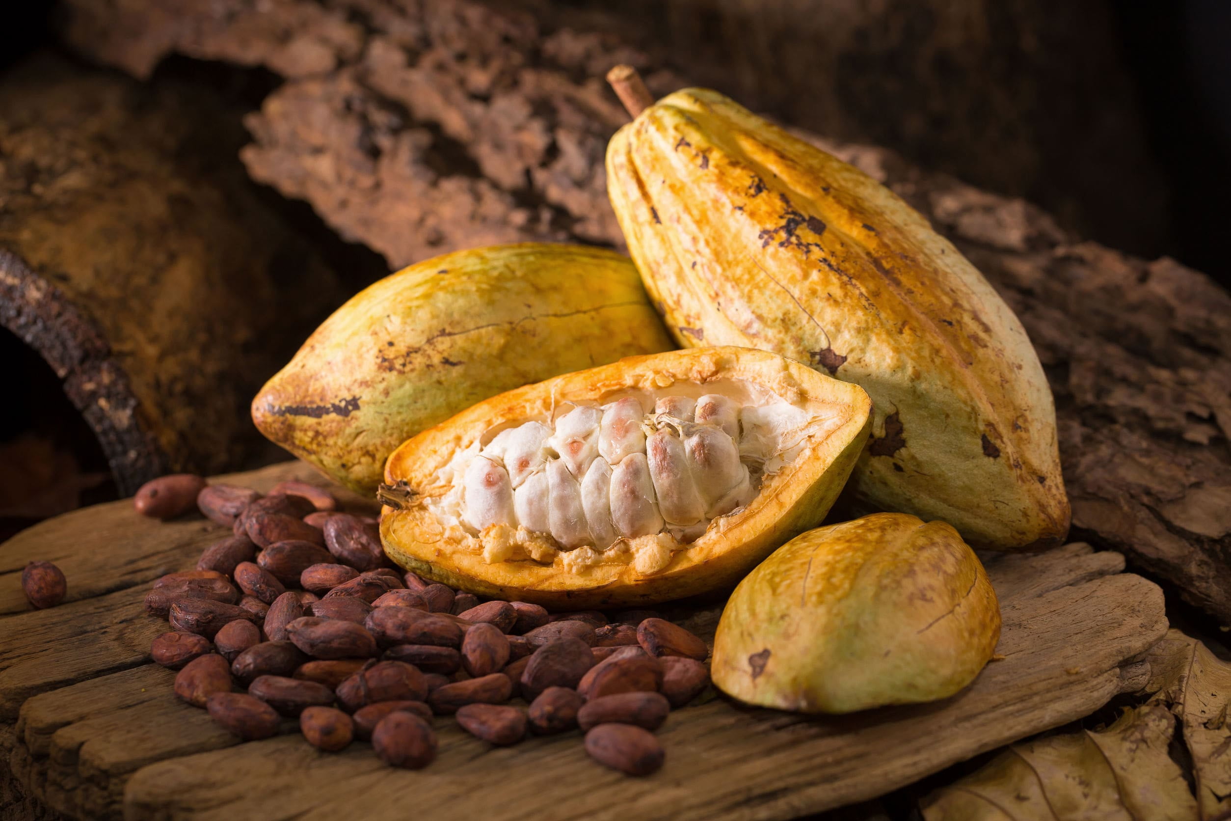 Raw cocoa beans
