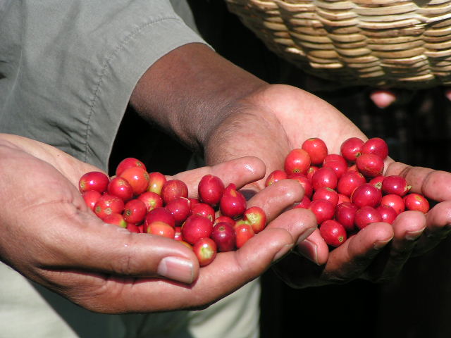 Premium coffee beans